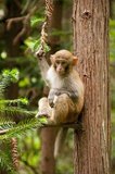 The Rhesus macaque (Macaca mulatta), also called the Rhesus monkey, is brown or grey in color and has a pink face, which is bereft of fur. Its tail is of medium length and averages between 20.7 and 22.9 cm (8.1 and 9.0 in). Adult males measure approximately 53 cm (21 in) on average and weigh about 7.7 kg (17 lb). Females are smaller, averaging 47 cm (19 in) in length and 5.3 kg (12 lb) in weight.<br/><br/>

It is listed as Least Concern in the IUCN Red List of Threatened Species in view of its wide distribution, presumed large population, and its tolerance of a broad range of habitats. Native to South, Central and Southeast Asia, troops of Macaca mulatta inhabit a great variety of habitats from grasslands to arid and forested areas, but also close to human settlements.<br/><br/>

Wulingyuan Scenic Reserve (Chinese: 武陵源; pinyin: Wǔlíng Yuán) is a scenic and historic interest area in Hunan Province. It is noted for its approximately 3,100 tall quartzite sandstone pillars, some of which are over 800 metres (2,600 ft) in height and are a type of karst formation. In 1992 it was designated a UNESCO World Heritage Site.