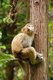 China: Rhesus monkey (Macaca mulatta), Wulingyuan Scenic Area (Zhangjiajie), Hunan Province