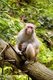 China: Rhesus monkey (Macaca mulatta) and baby, Wulingyuan Scenic Area (Zhangjiajie), Hunan Province