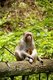 China: Rhesus monkey (Macaca mulatta) and baby, Wulingyuan Scenic Area (Zhangjiajie), Hunan Province